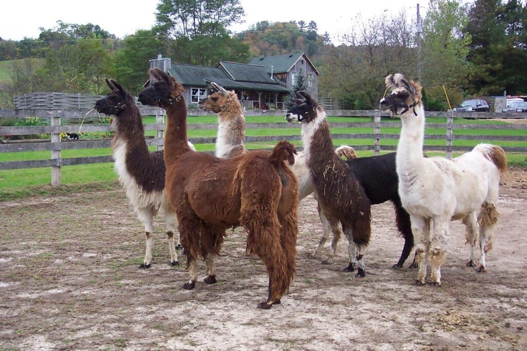 Llamas in a Shelter