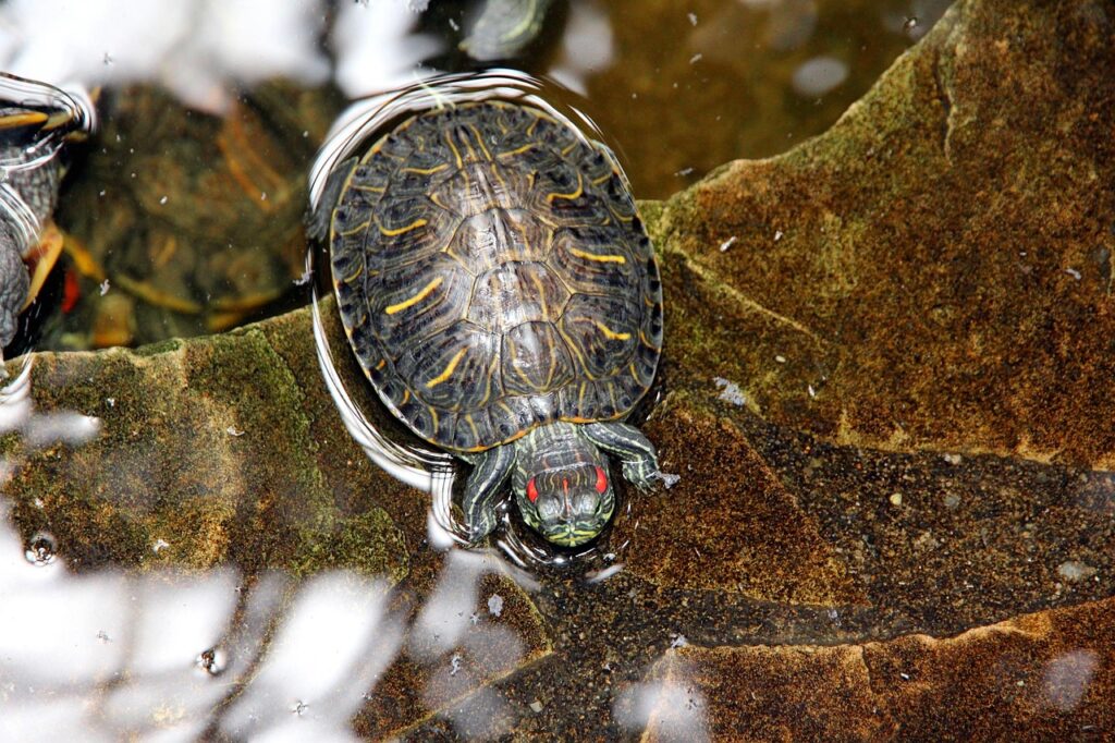 red eared slider