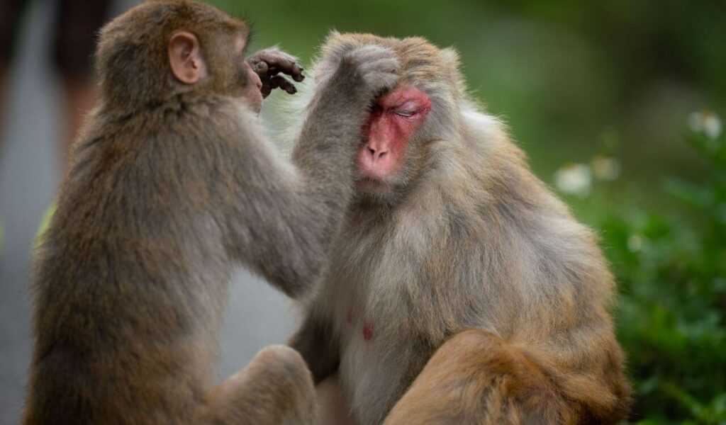 Two monkey's cleaning each other
