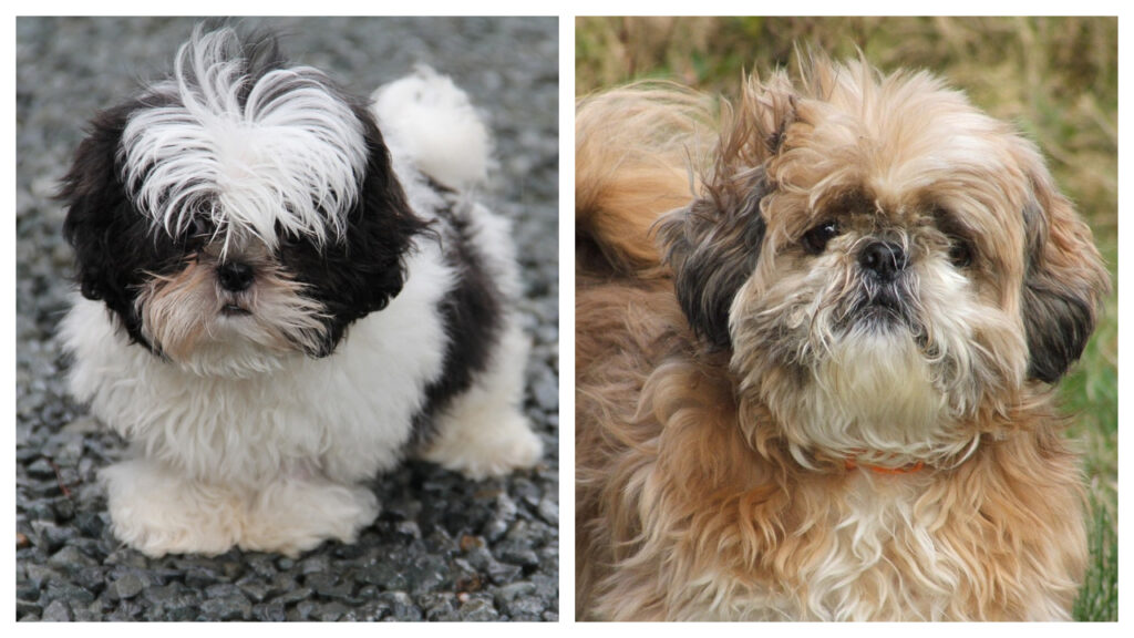 Shih Tzu pup vs. Adult