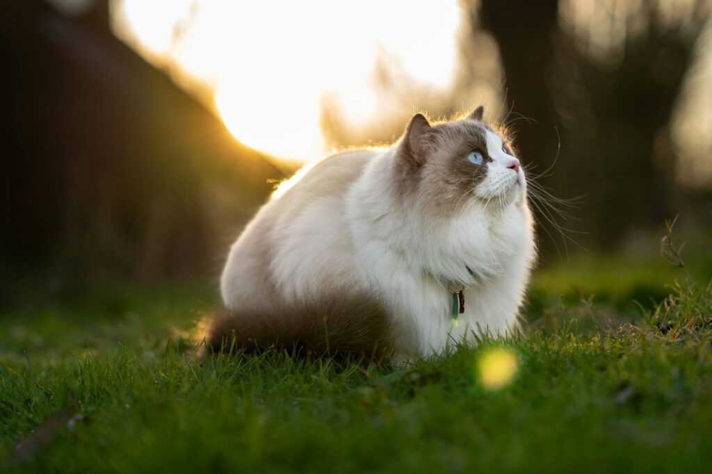 Ragdoll Cat