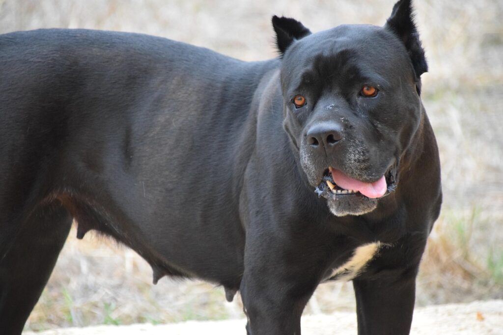 A Fierce looking Cane Corso