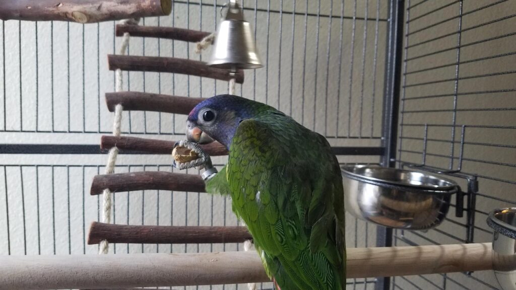 blue headed pionus parakeet