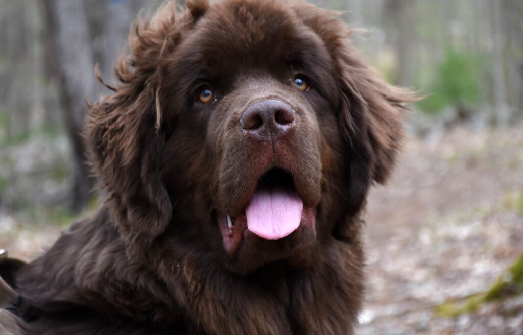 newfoundland dog 