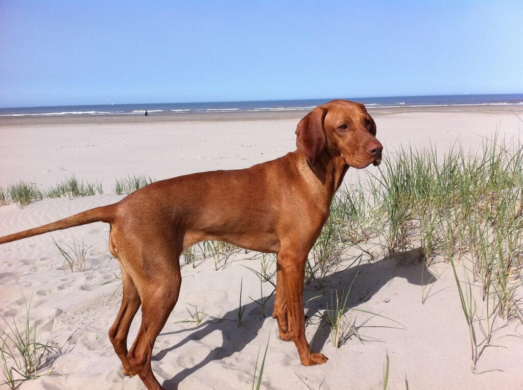 Viszla dog
