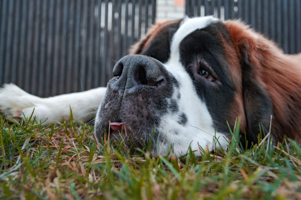 saint bernard laying down