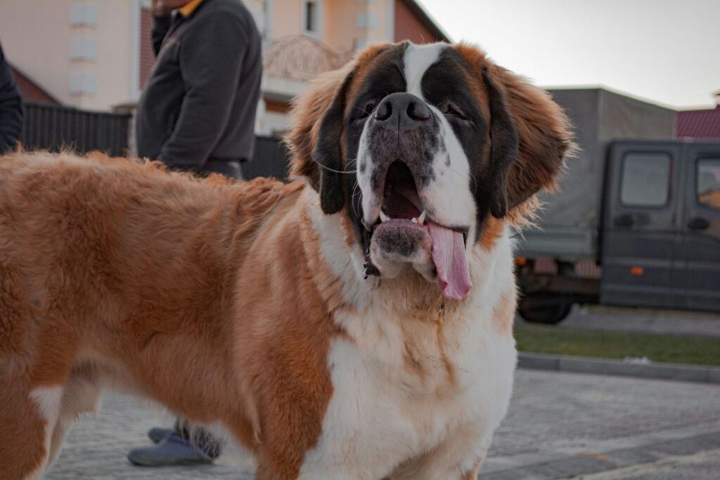 saint bernard