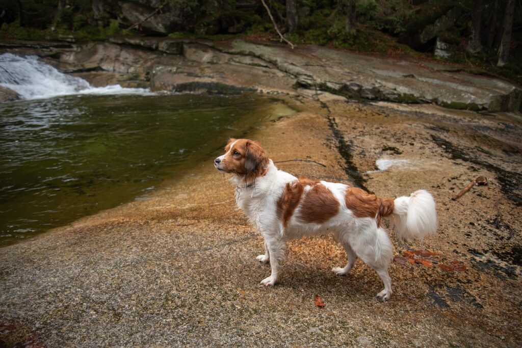 A Nederlandse Kooikerhondje