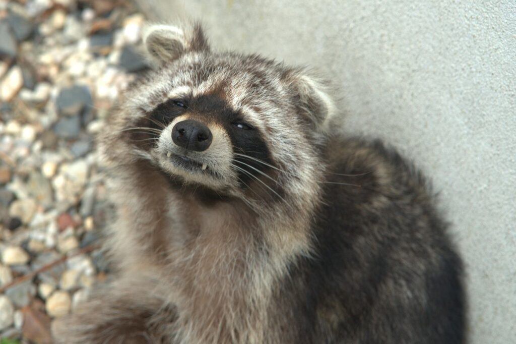 Racoon