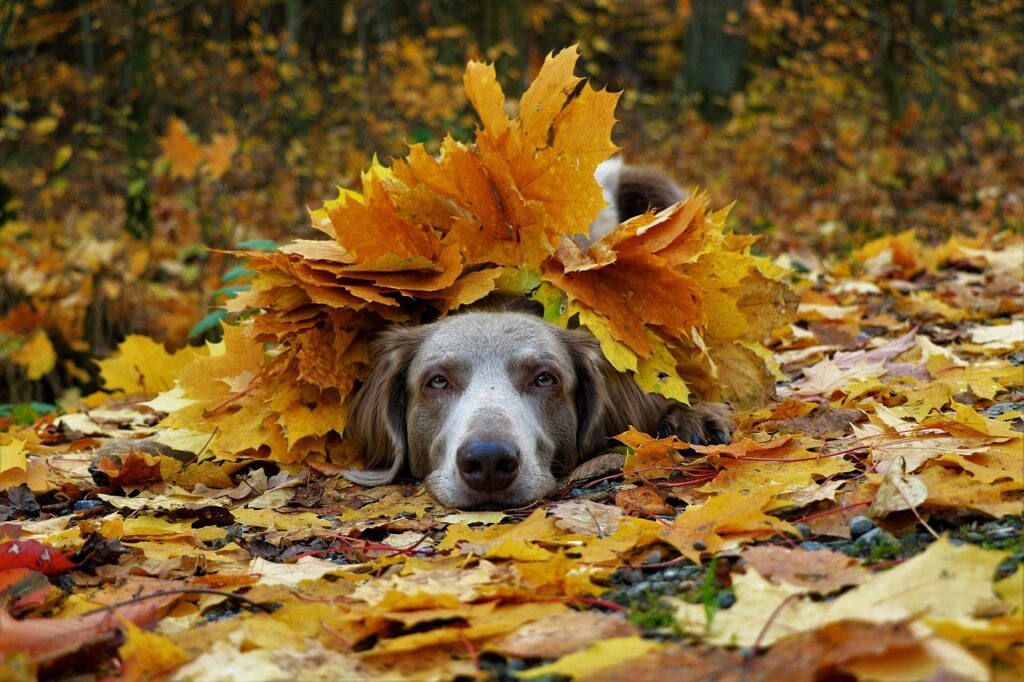 weimaraner