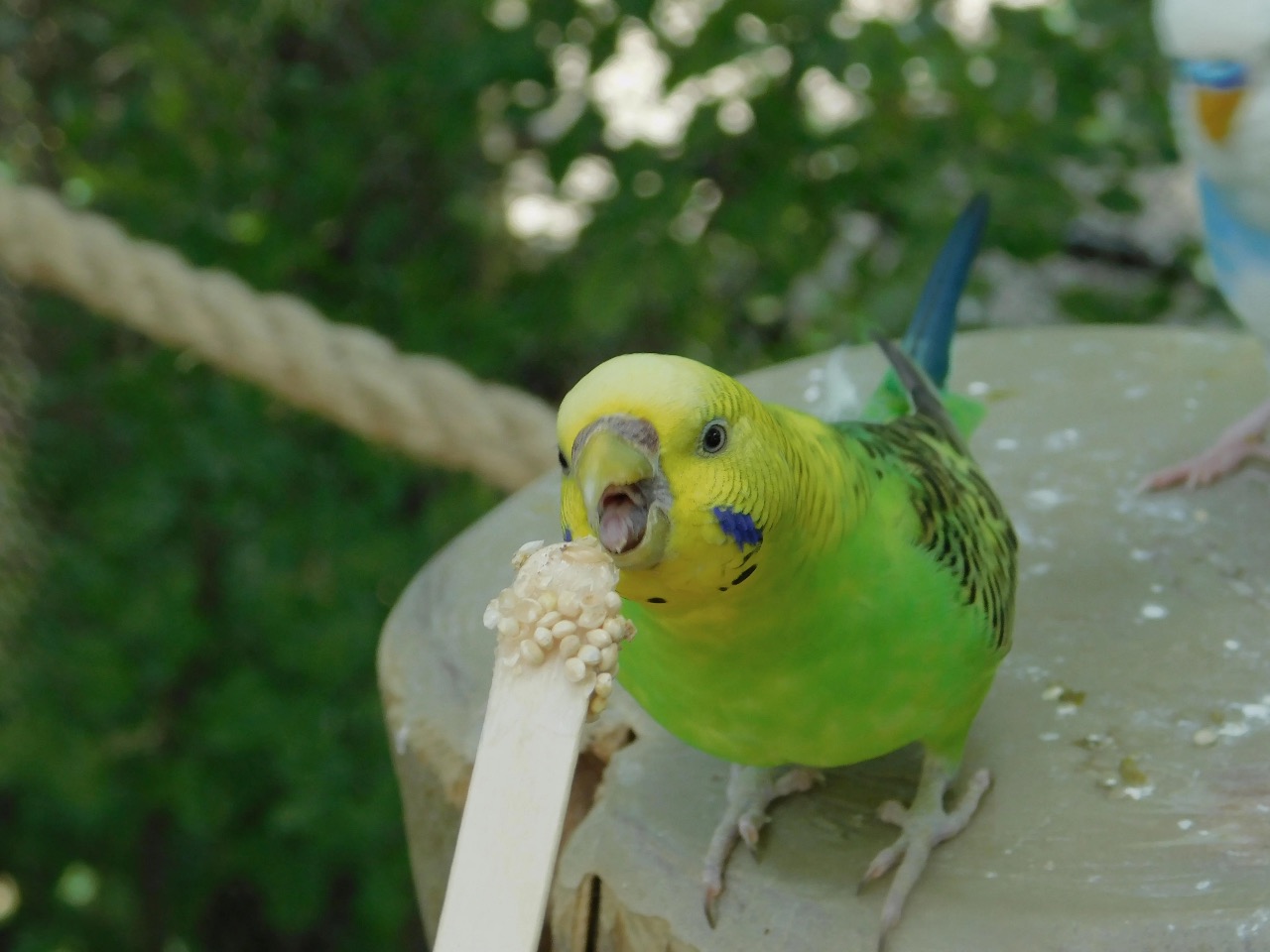 Pet Bird Eating