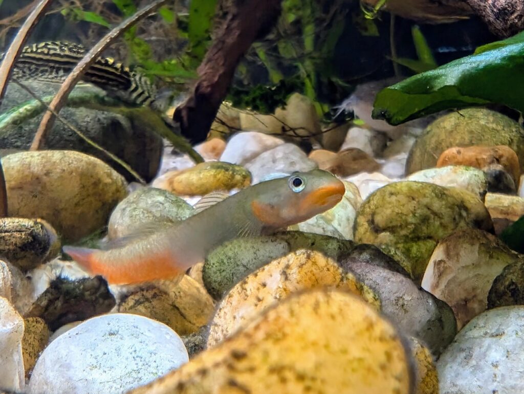 Red-Lipped Goby (lipstick Goby)