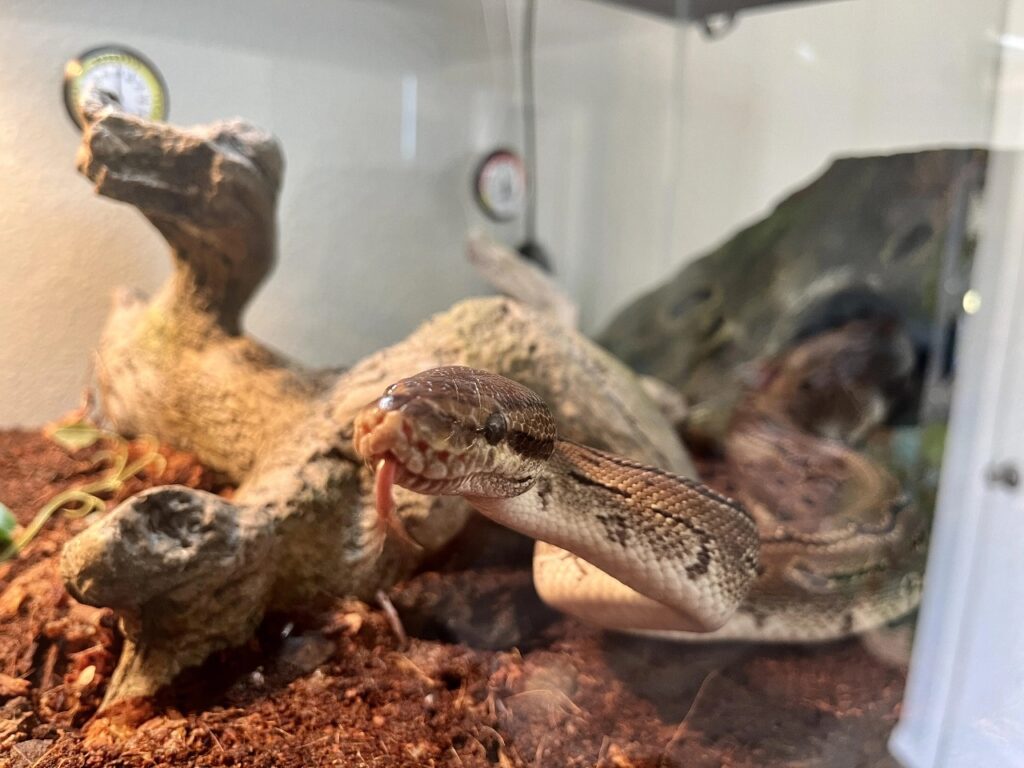 Snake inside Inclosure