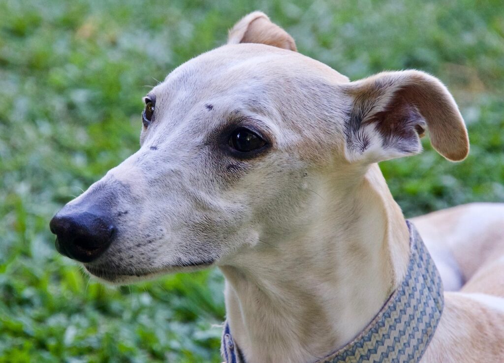 whippet dog