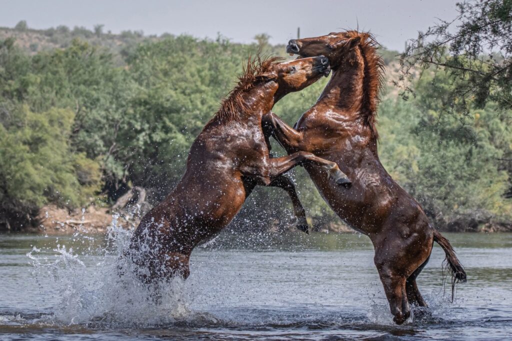 Two horses in water