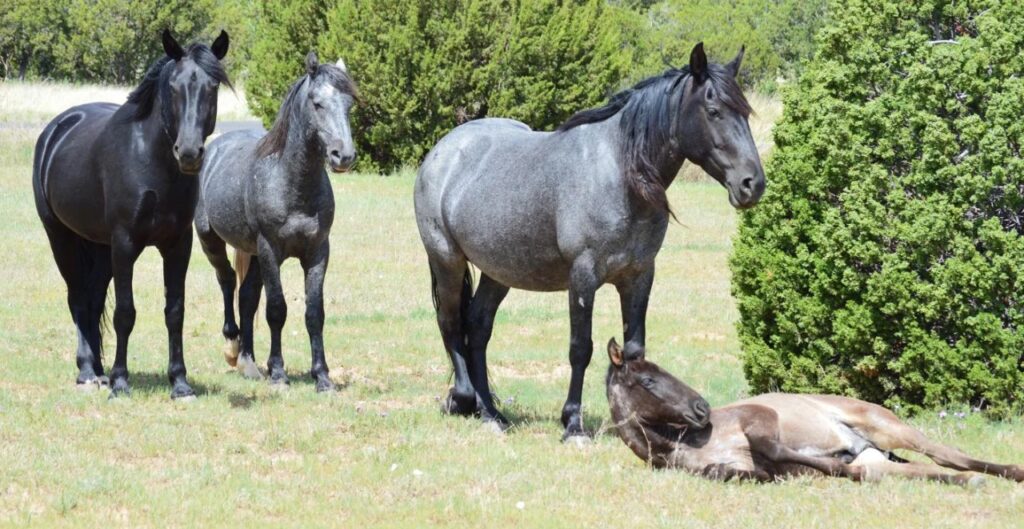 Colonial Spanish Mustang