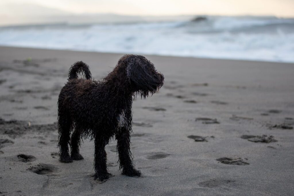 Portugese Water Dog
