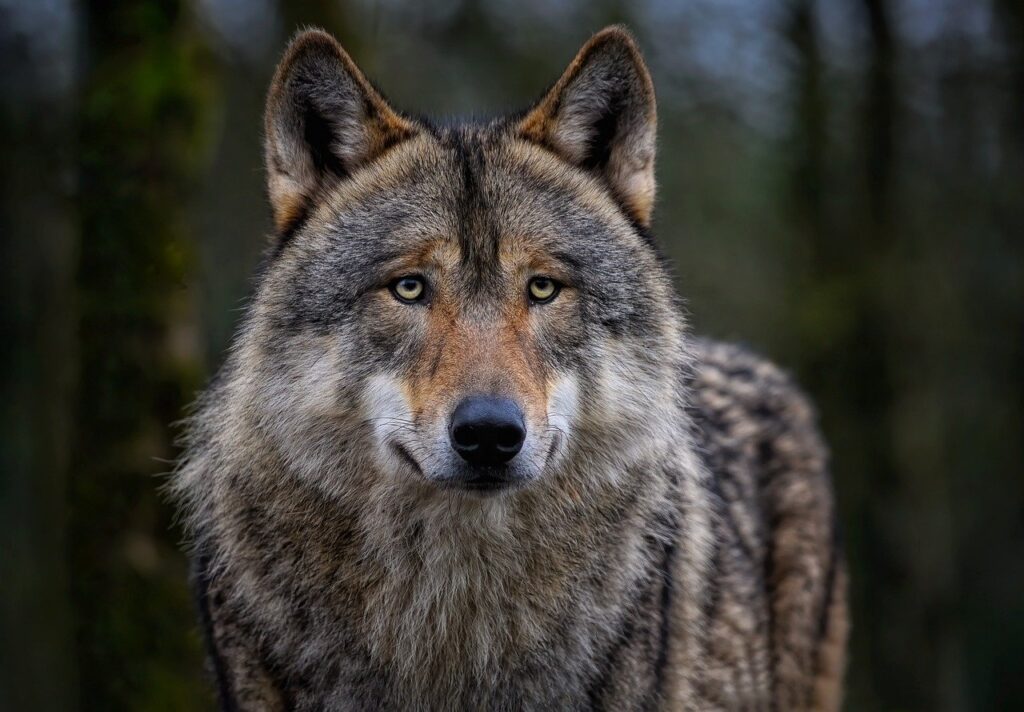 wolf
