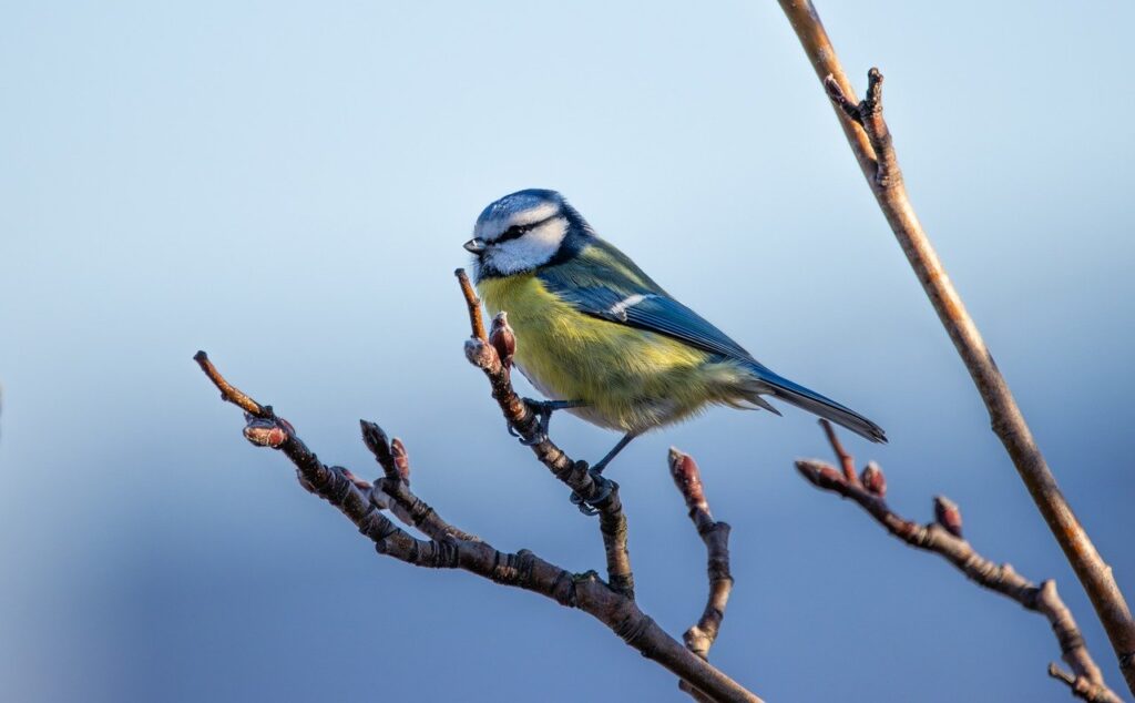 A Blue Tit