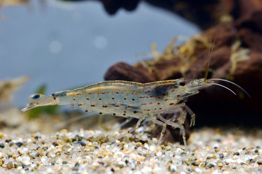 Amano Shrimp