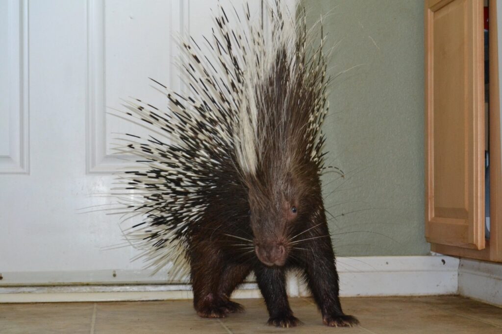 Porcupine