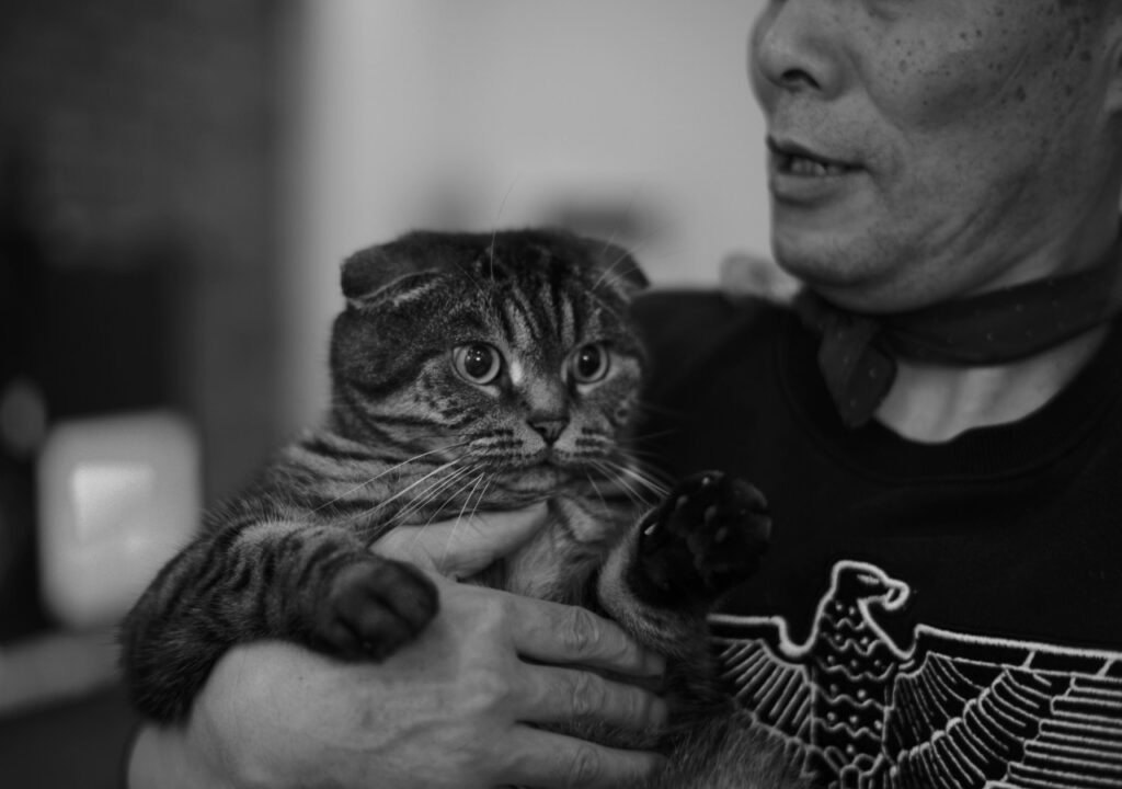 Scottish Fold Cat with senior
