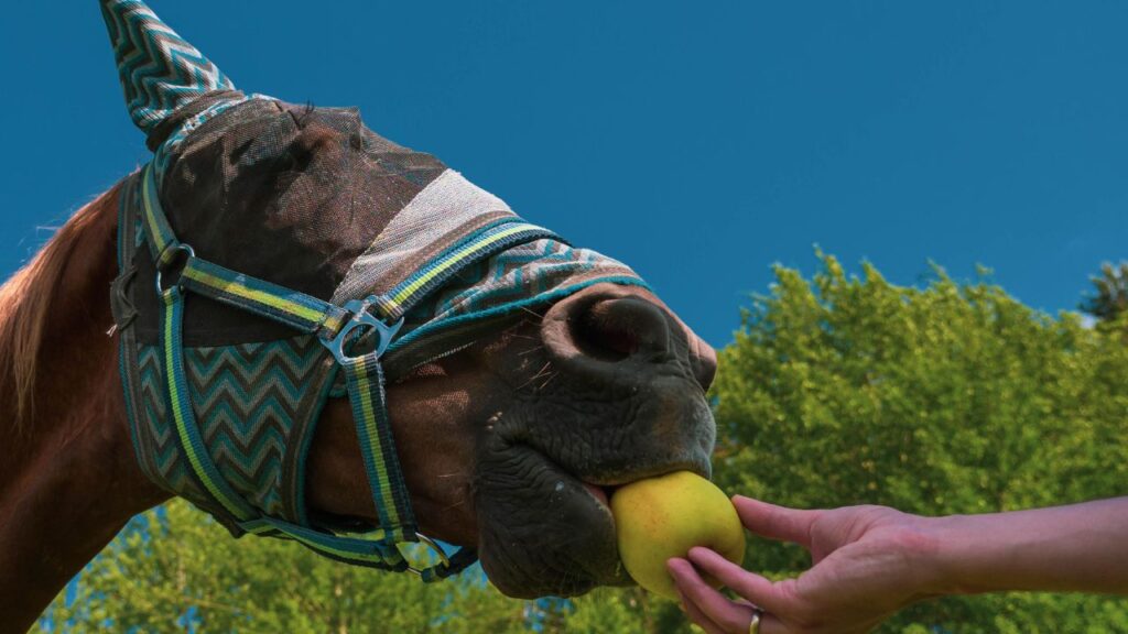 Close up portrait of horse with fly protection mask eating apple on a meadow. hand of man feeding horse with fruit outdoor