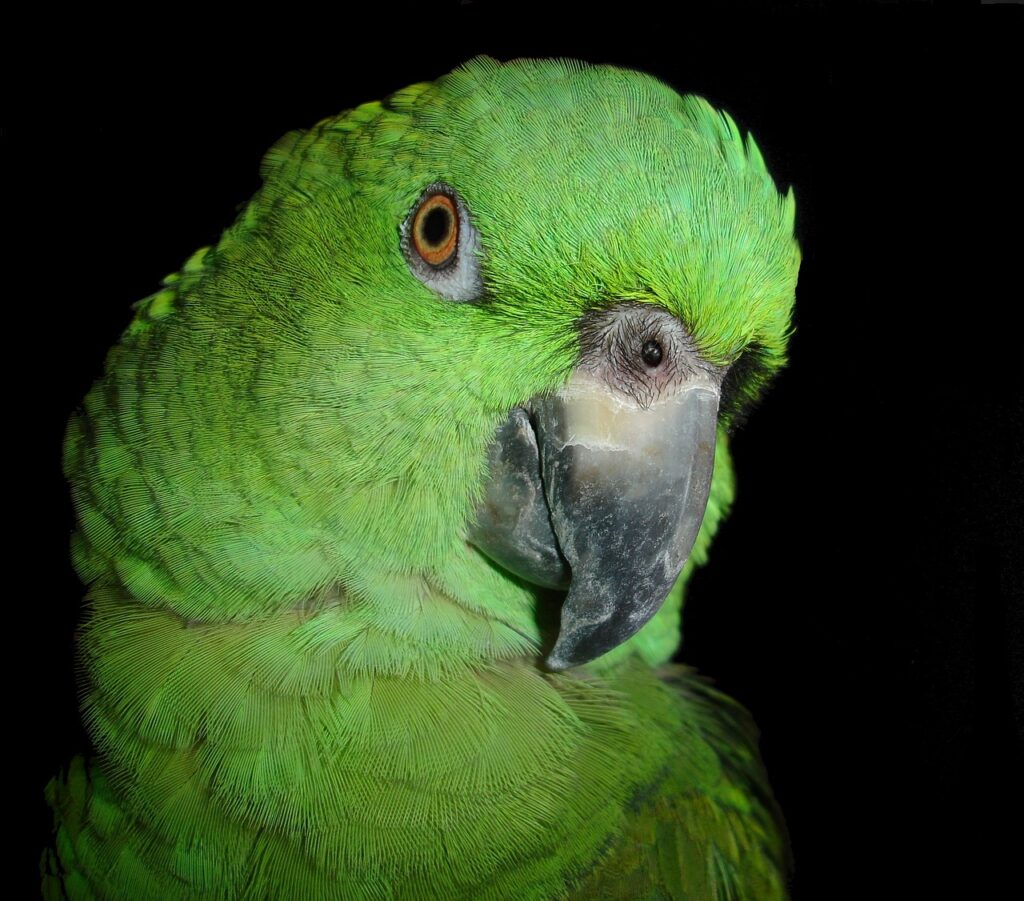 yellow-naped-amazon-