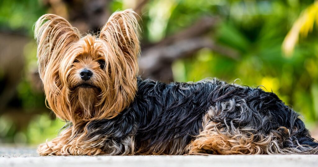 Yorkshire terrier sitting