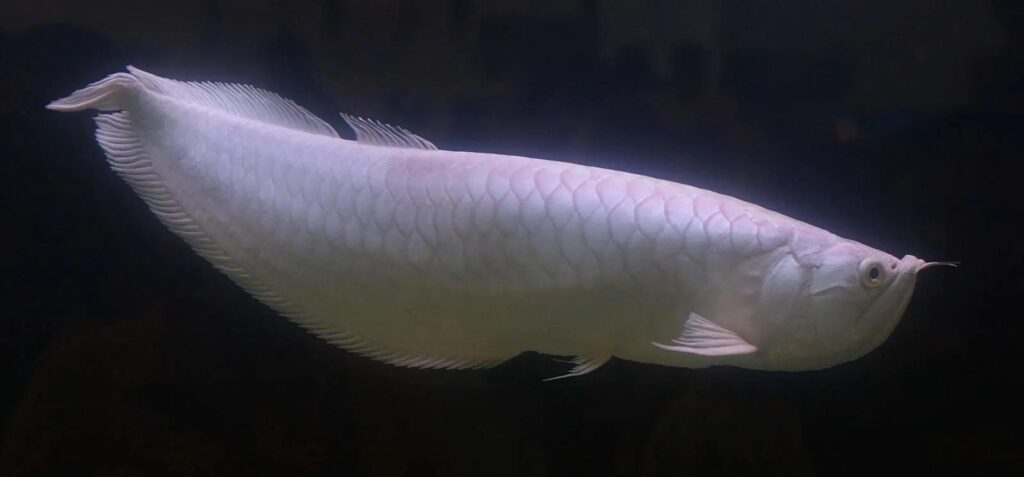 Platinum Arowana