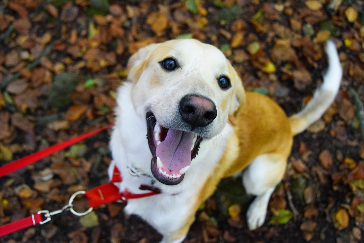 A happy labrador