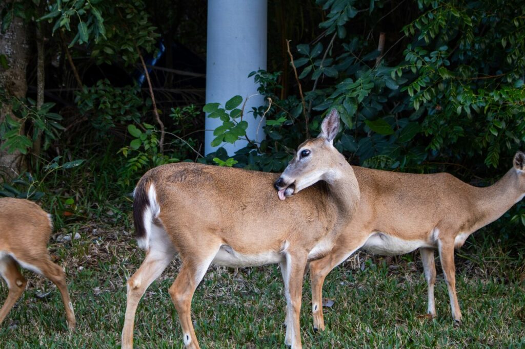 Key deer
