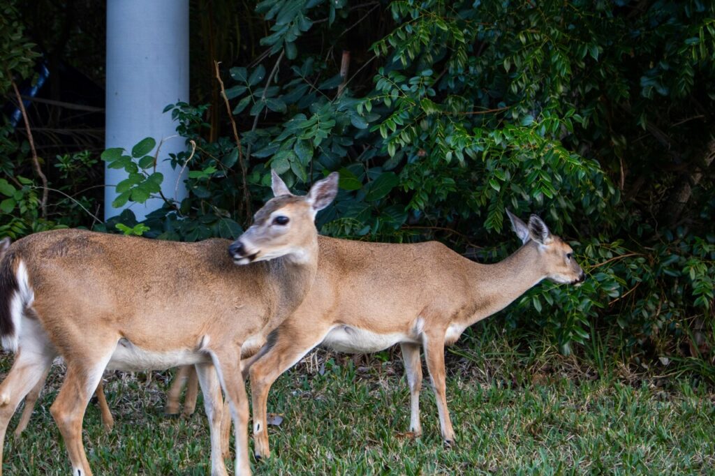 Key deer