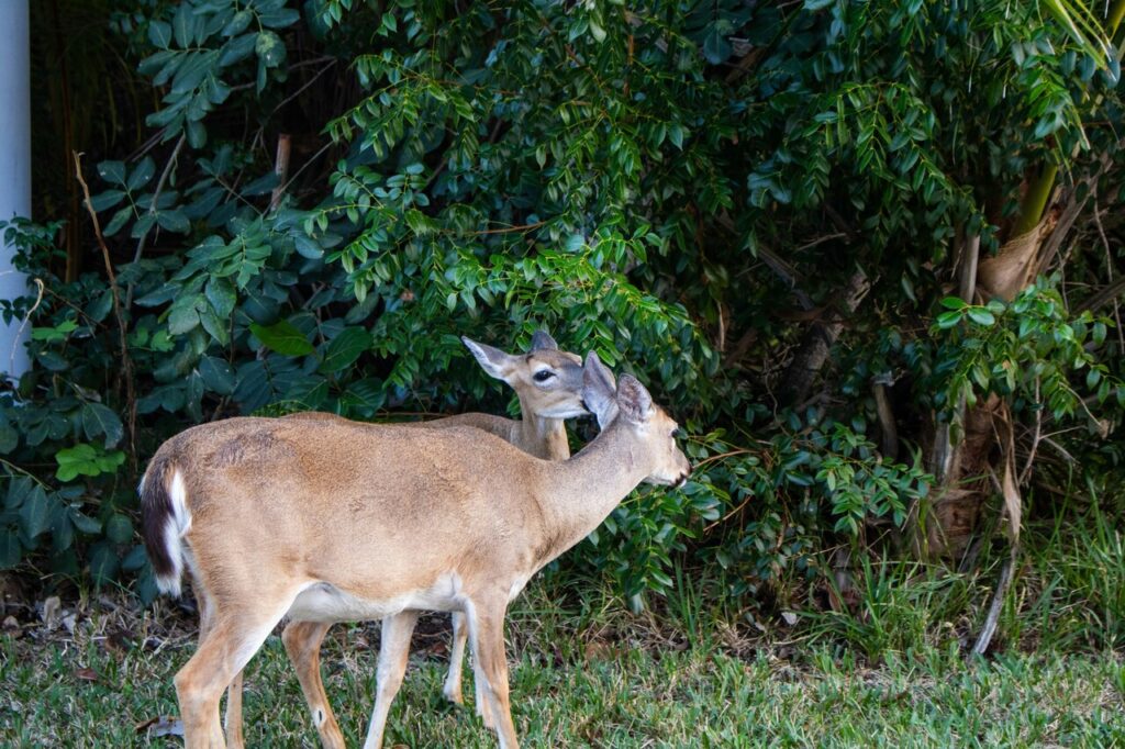 Key deer