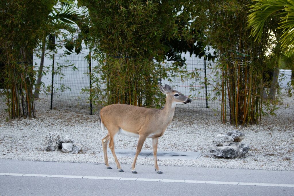 Key deer