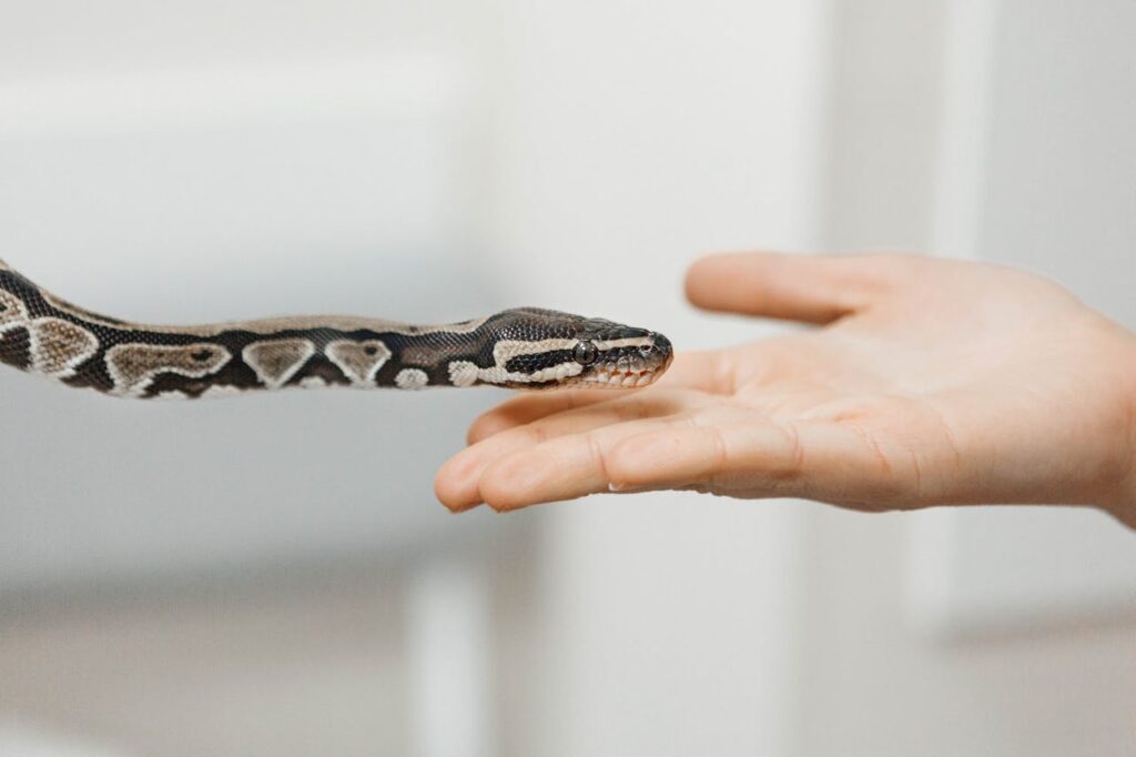 Ball Python on Moving on Hand
