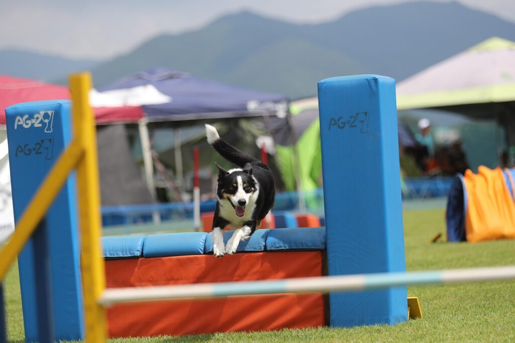 Border Collie in an Obediance trial
