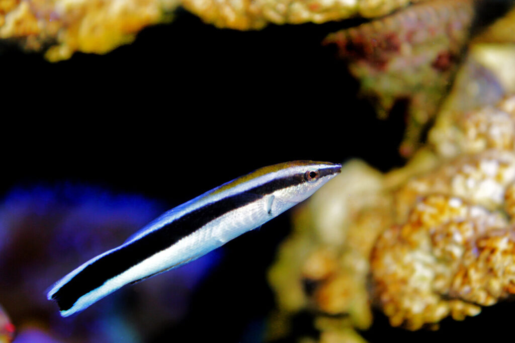 Cleaner Wrasse