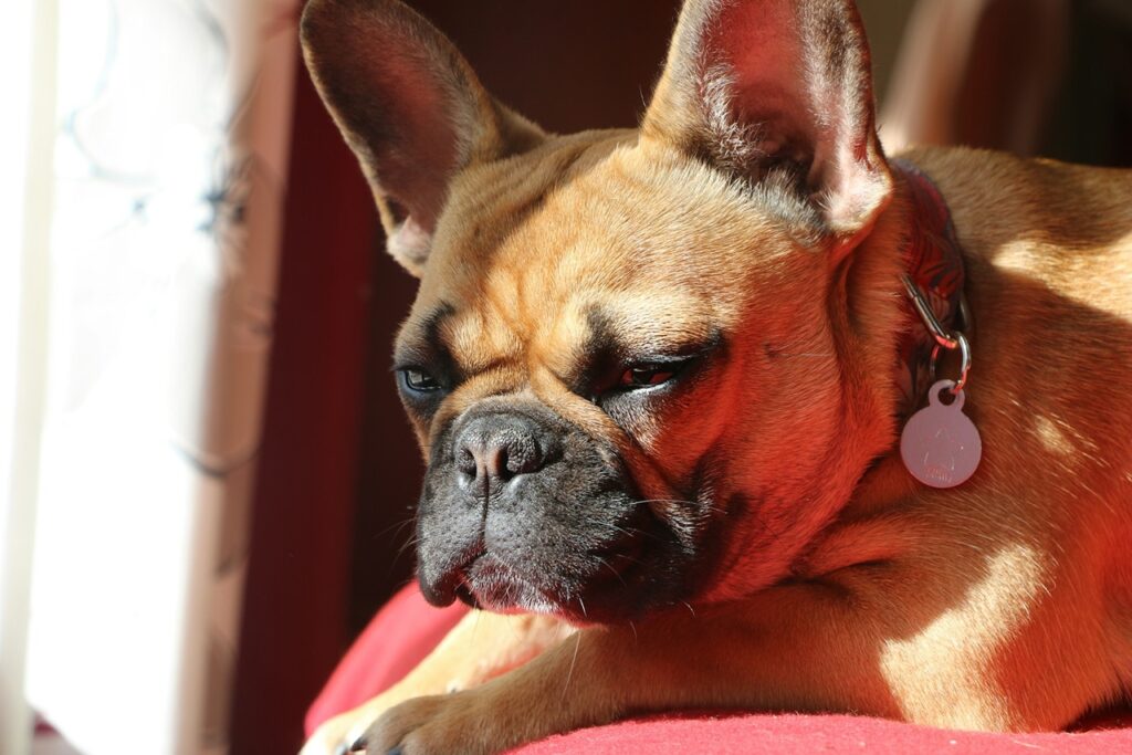 French Bulldog