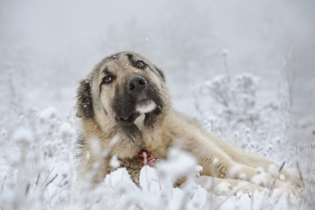 Kangal