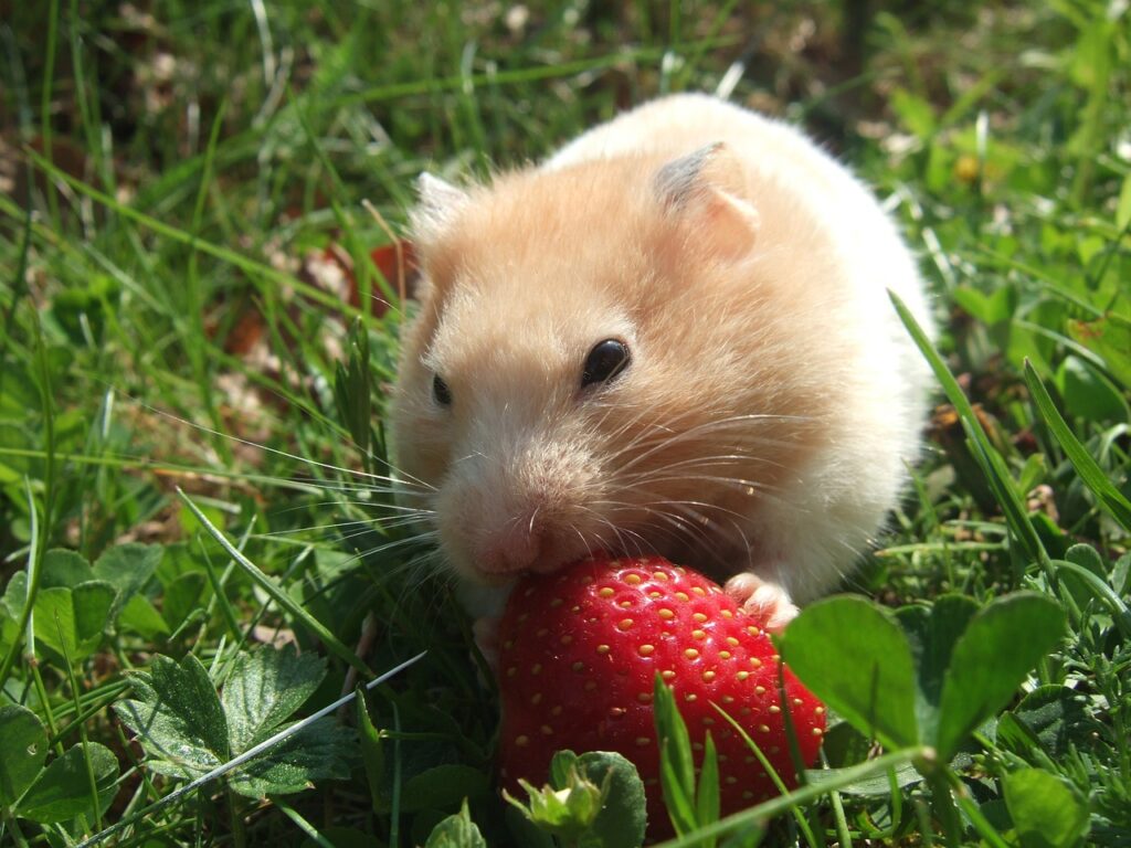 hamster-golden-strawberry-grass-