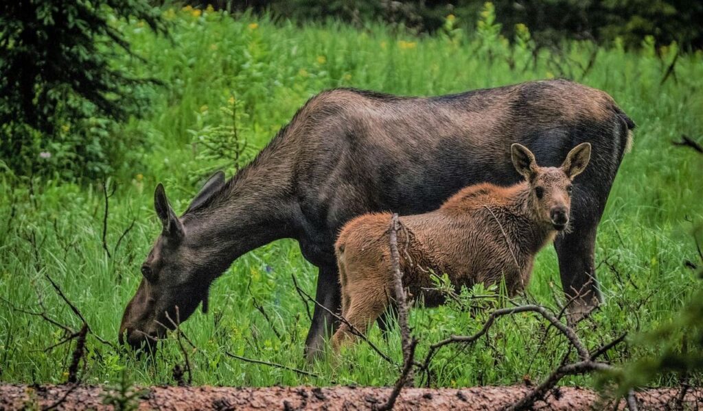 Moose calf standing beside mother grazing in green grass.