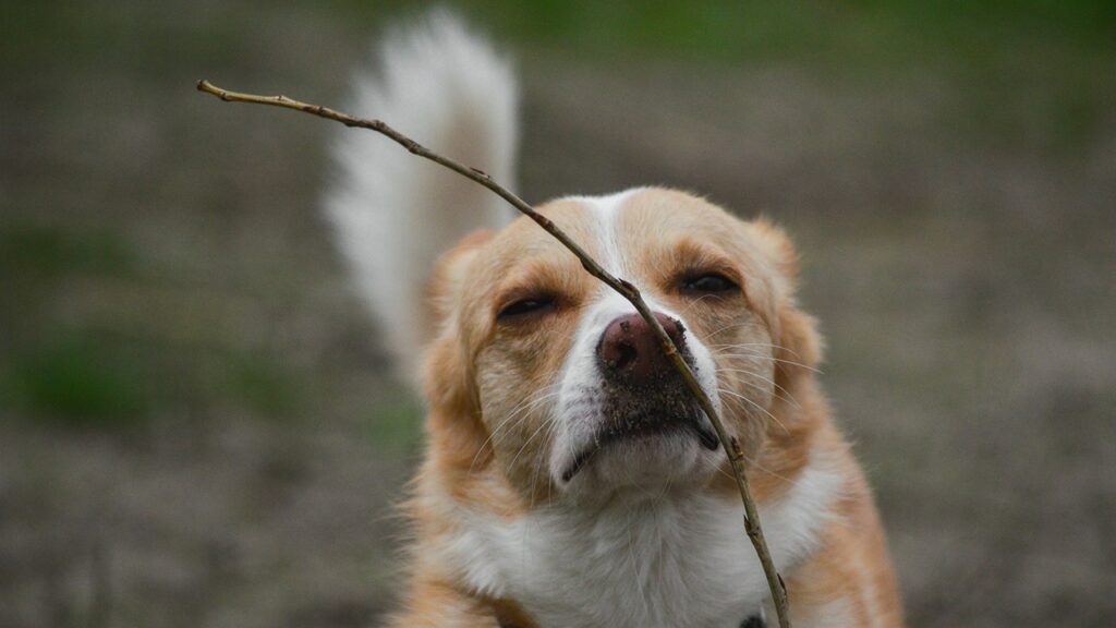 Dog Parasite Prevention