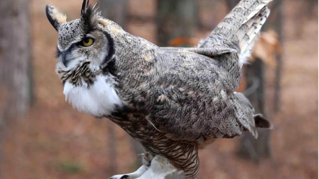 Great Horned Owl