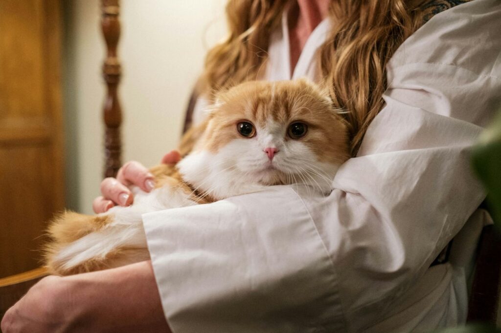 Cat on owner's lap