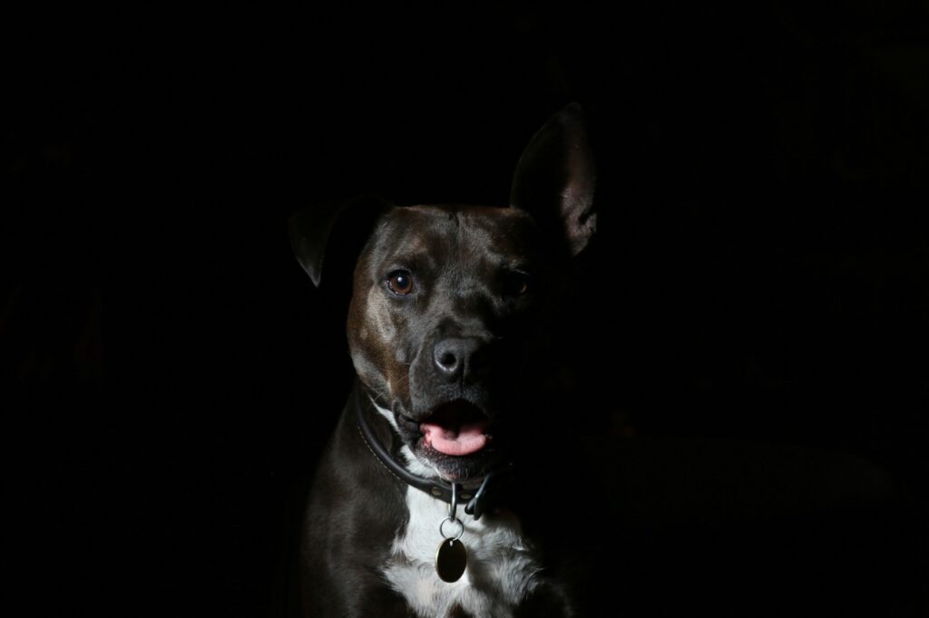 Guard Dog