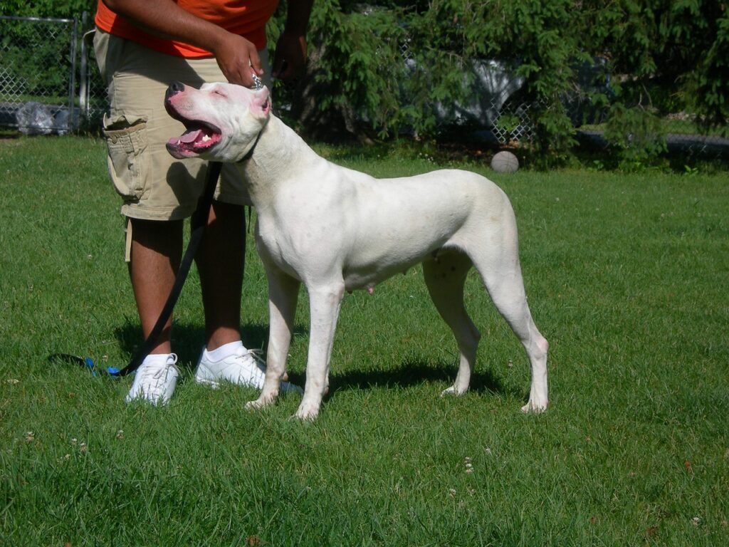 dogo-argentino
