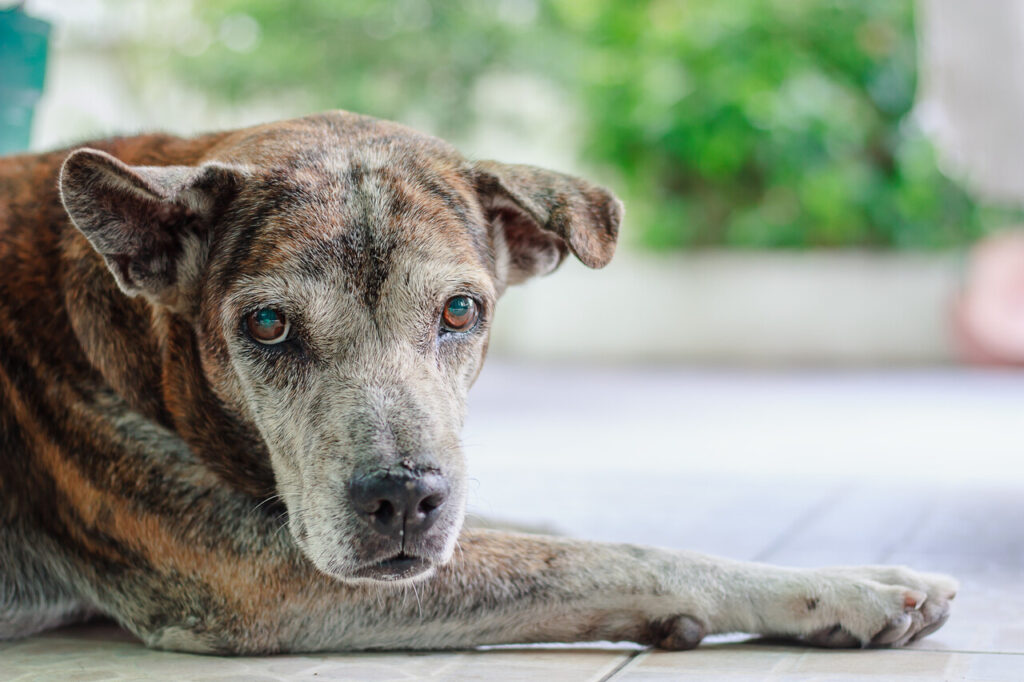 Dog Disorientation or Getting Lost in Familiar Places