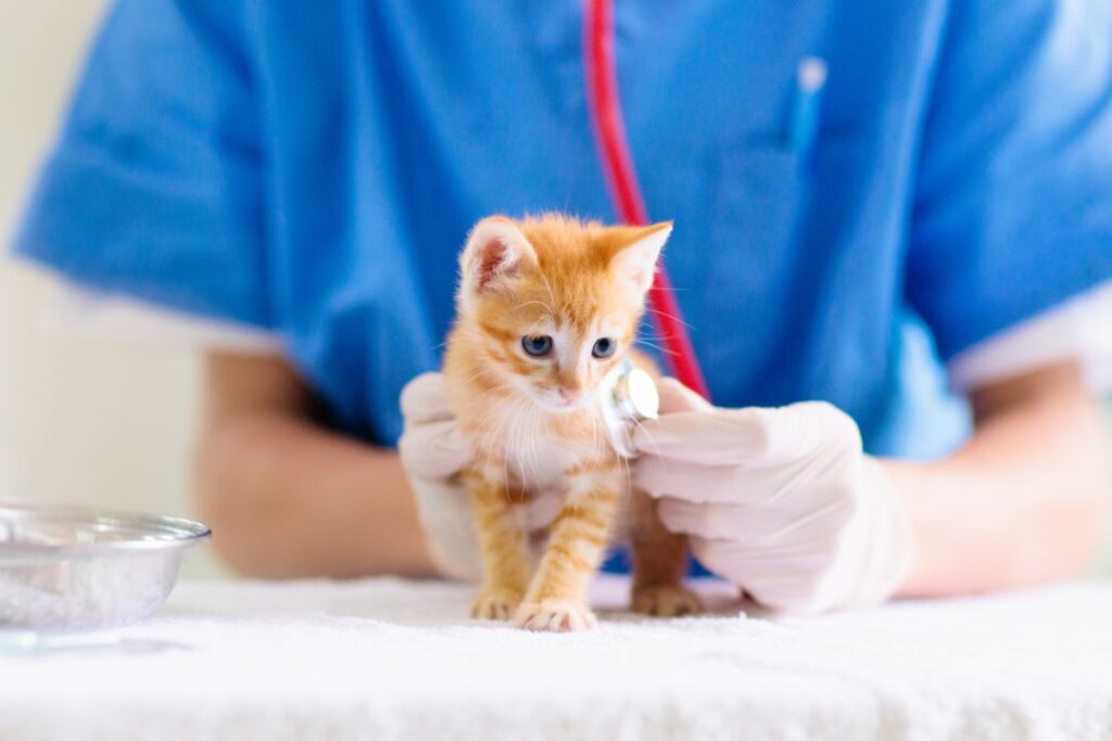 Plan Kitten First Vet Visit and Vaccinations