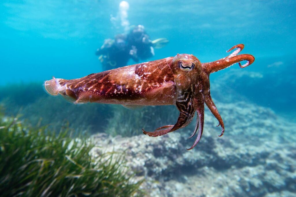 cuttlefish